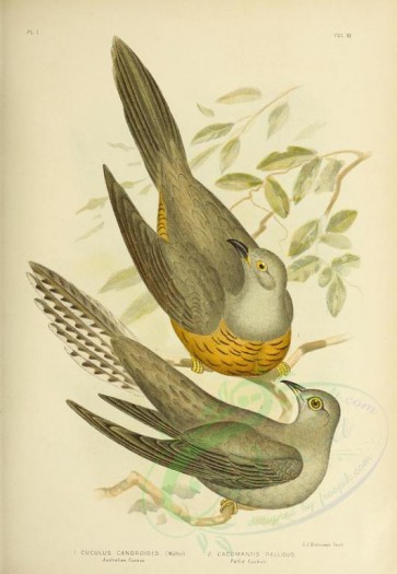 birds-09262 - Australian Cuckoo, Pallid Cuckoo [3276x4730]