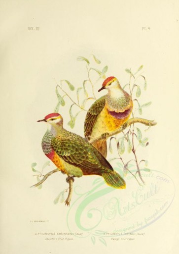 birds-09306 - Swainson's Fruit Pigeon, Ewing's Fruit Pigeon [3346x4730]