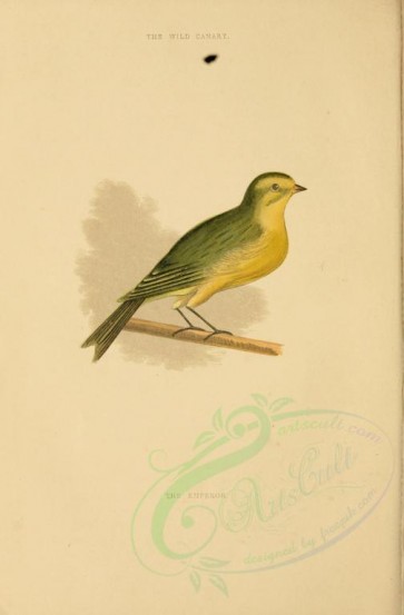 birds-09474 - Wild Canary [2242x3410]