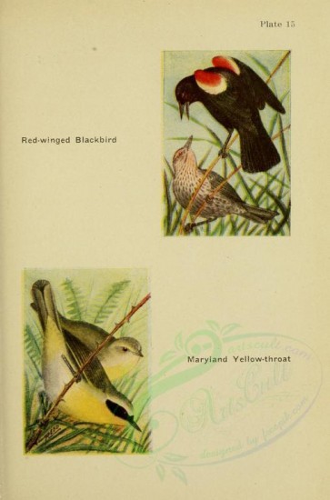 birds-09491 - Red-winged Blackbird, Maryland Yellow-throat [2085x3155]