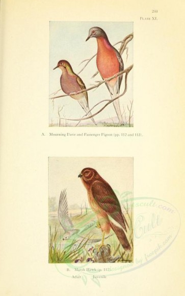 birds-09525 - Mourning Dove, Passenger Pigeon, Marsh Hawk [2248x3600]