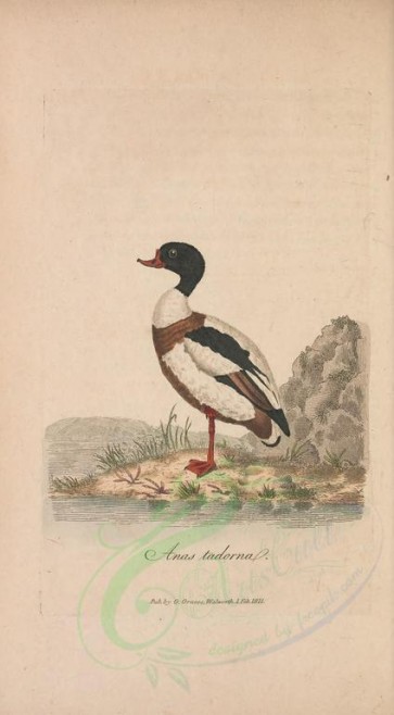 birds-09925 - Common Shelduck [2089x3778]
