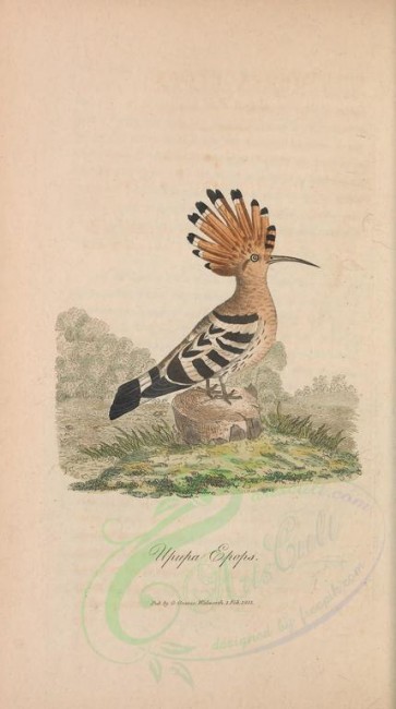 birds-09928 - Eurasian Hoopoe (excl Madagascar) [2111x3778]