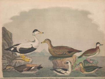birds-10074 - Eider Duck, Smew, Ruddy Duck [5619x4222]