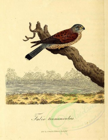 birds-10533 - Common, Lesser Cape Verde or Greater Cape Verde Kestrel [2290x2961]