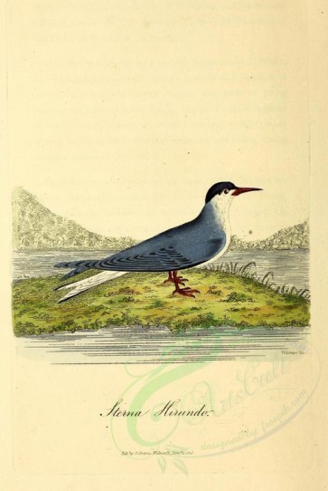 birds-10542 - Common Tern [2372x3543]