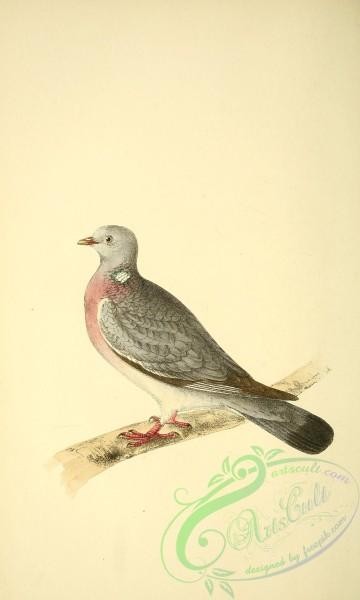 birds-12109 - Wood Pigeon [1953x3255]