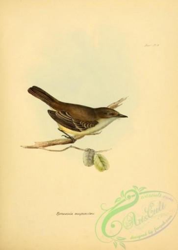 birds-12365 - Large-billed Flycatcher [2562x3587]