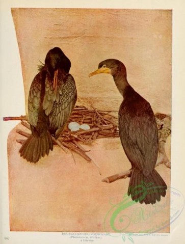 birds-12719 - Double-crested Cormorant, phalacrocorax dilophus [2657x3503]