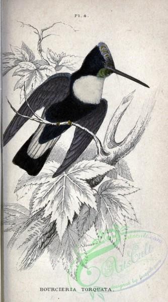 birds-13818 - bourcieria torquata [1728x3104]