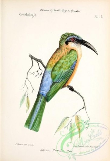 birds-13856 - Somali Bee-eater [2940x4309]