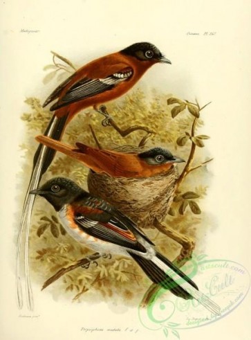 birds-14072 - Madagascar Paradise-Flycatcher [2512x3392]