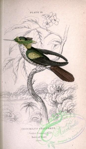 birds-14383 - Vieillot's Hummingbird, trochilus chalybeus [2130x3670]