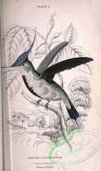 birds-14399 - Loddiges's Hummingbird, trochilus loddigesii [2168x3656]