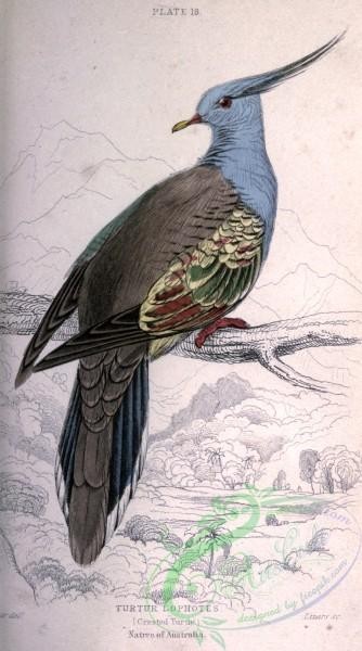 birds-14562 - Crested Turtle Pigeon, turtur lophotes [2026x3638]