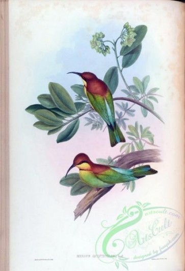 birds-14933 - merops quinticolor [4144x6042]
