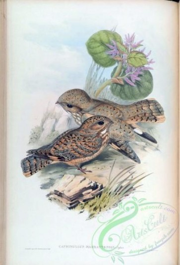 birds-14958 - Sykes's Nightjar [4093x6042]