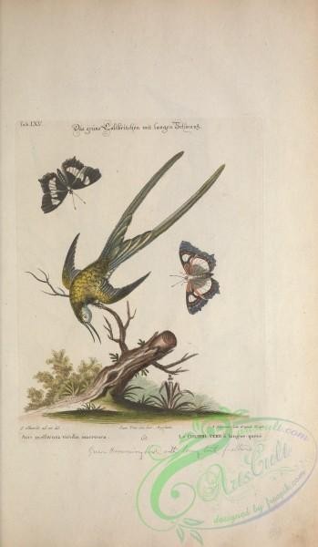 birds-15076 - Green Hummingbird with long feathers [3290x5656]