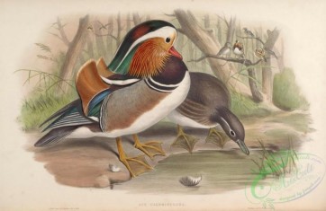 birds-15732 - Mandarin Duck [7038x4572]