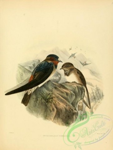 birds-16264 - Cliff Swallow [2613x3463]