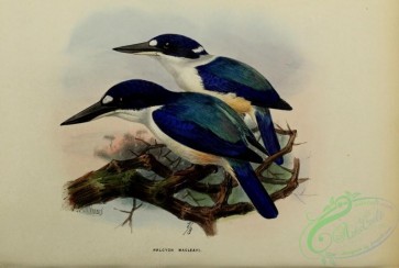 birds-16882 - halcyon macleayi [3742x2521]