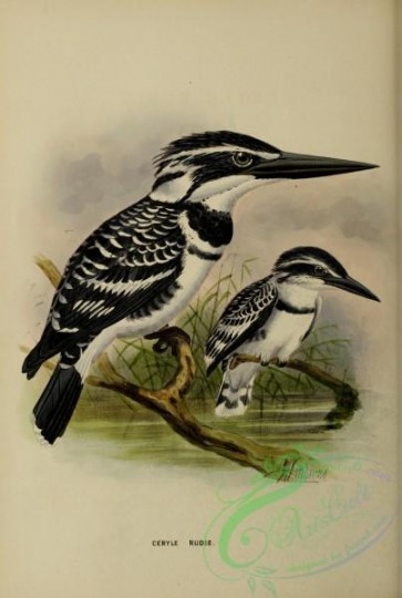 birds-16911 - Pied Kingfisher [2521x3750]