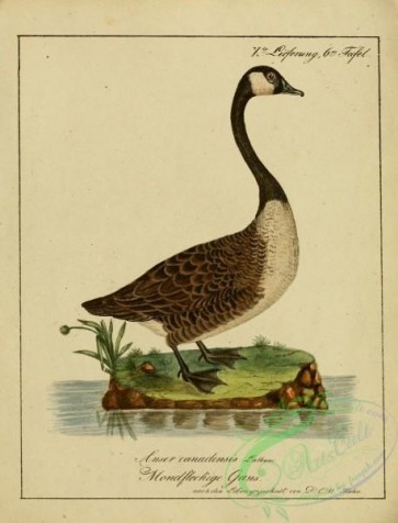 birds-16942 - Canada Goose [2172x2844]
