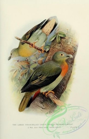 birds-17408 - Large Thick-billed Green Pigeon [1873x2924]