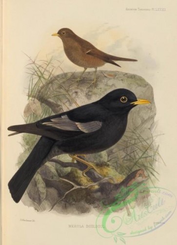 birds-17544 - merula boulboul [2711x3745]