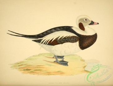 birds-18075 - Long-tailed Duck [3358x2563]