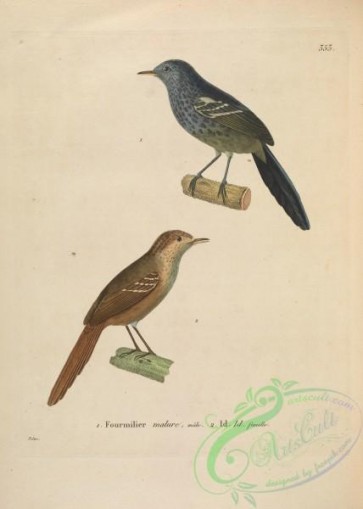 birds-20005 - Dusky-tailed Antbird [5116x7165]
