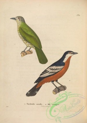 birds-20012 - Green-winged Bulbul, ceblephyris aureus [5079x7160]