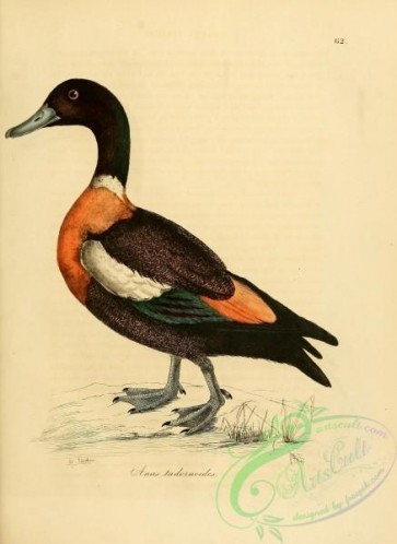 birds-20375 - Australian Shelduck [2482x3407]