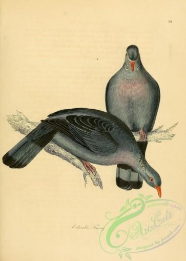 birds-20423 - Trocaz Pigeon [2426x3394]