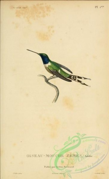 birds-20479 - b001, Sparkling-tailed Hummingbird [2197x3587]