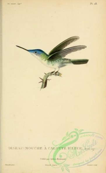 birds-20496 - b018, ornismya cyanocephala [2197x3587]