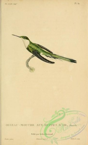 birds-20510 - b032, ornismya chrysolopha [2197x3587]