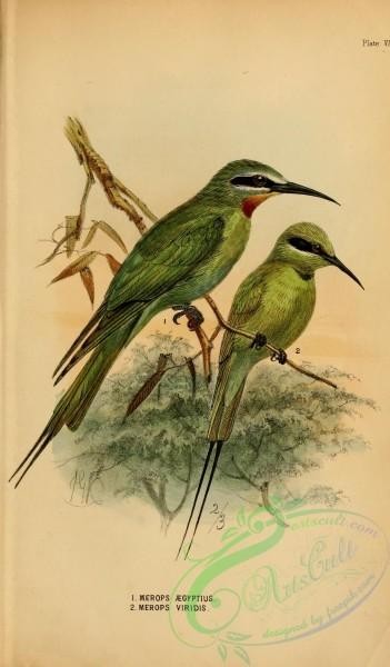 birds-20842 - merops aegyptius, Blue-throated Bee-eater [1705x2910]