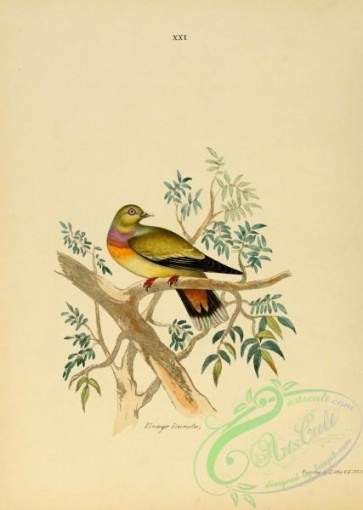 birds-22080 - Orange-breasted Green-Pigeon [2445x3435]
