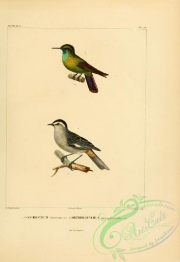 birds-22112 - Cinereous Conebill, orthorhynchus smaragdinicollis [2673x3890]