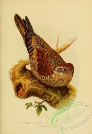birds-22532 - Tawny Goatsucker, nyctibius grandis [1977x2886]