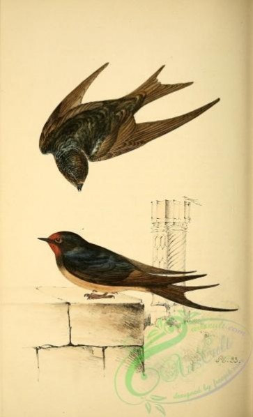 birds-24138 - Swallow [1983x3261]