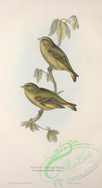 birds-26267 - Green Grossbeak, coccothraustes chloris [2644x4842]