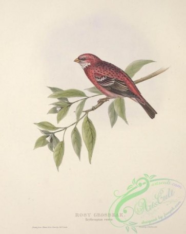 birds-26298 - Rosy Grosbeak, erythrospiza rosea [2998x3750]