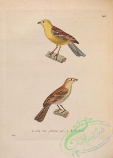 birds-26587 - fringilla lutea [4694x6584]