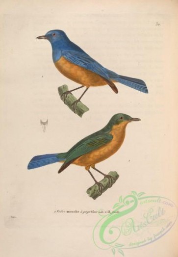 birds-26668 - Timor Blue-Flycatcher [4397x6328]