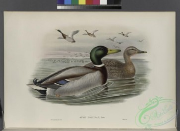 birds-27468 - 311-Anas boschas. Mallard, or Wild Duck [6297x4574]