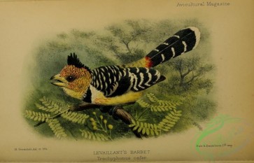 birds-27565 - Levaillant's Barbet, trachyphonus cafer