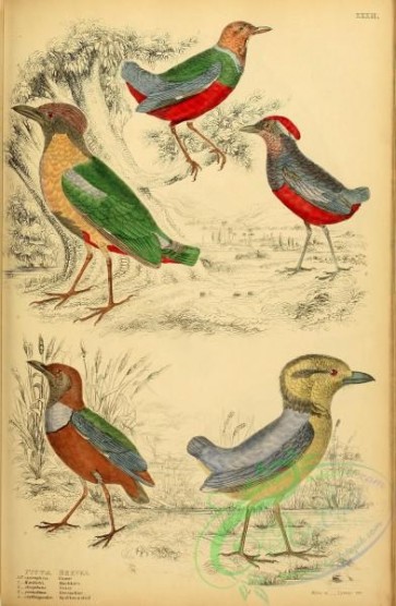 birds-28079 - Giant Breve, Macklot's Breve, Noisy Breve, Grenadine Breve, Red-breasted Breve