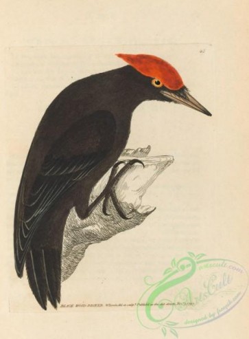 birds-28153 - Black Woodpecker, picus martius
